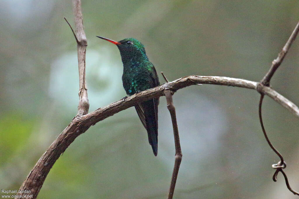 Émeraude de Canivet mâle adulte, habitat, pigmentation