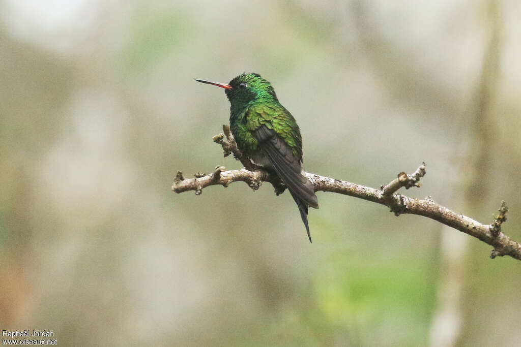 Émeraude de Canivet mâle adulte, identification