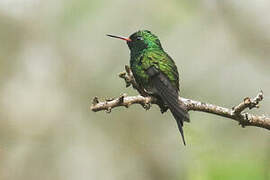 Canivet's Emerald