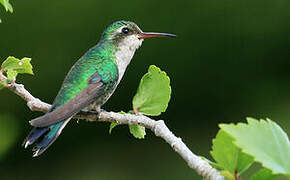 Cozumel Emerald