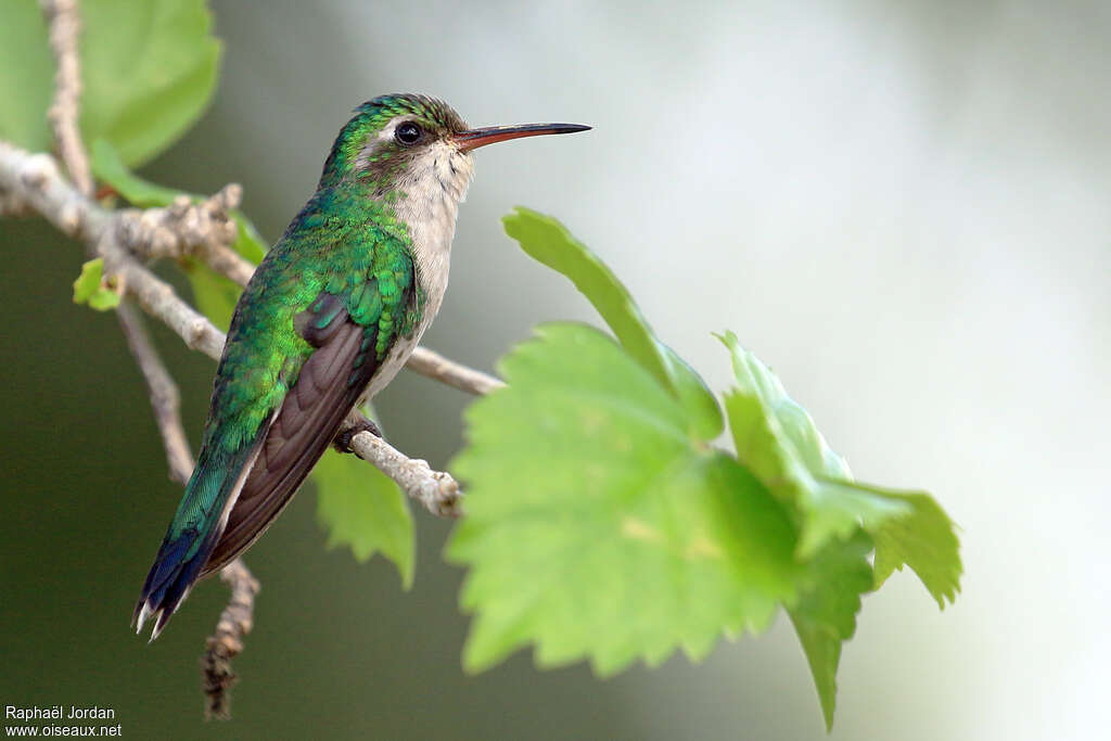 Cozumel Emerald female adult