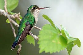 Cozumel Emerald