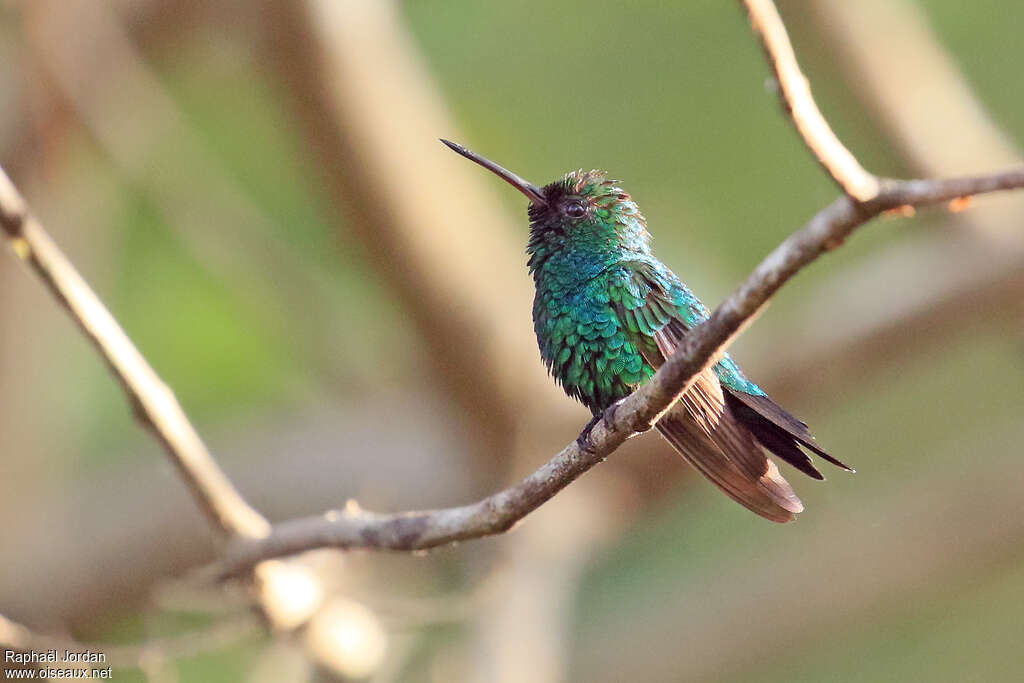 Red-billed Emerald male adult breeding