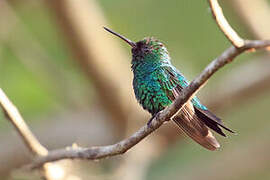 Red-billed Emerald