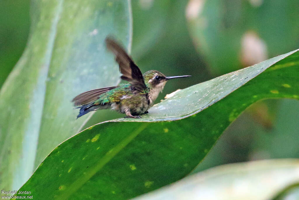 Red-billed Emerald female adult, identification