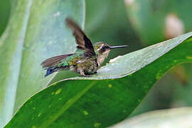 Red-billed Emerald