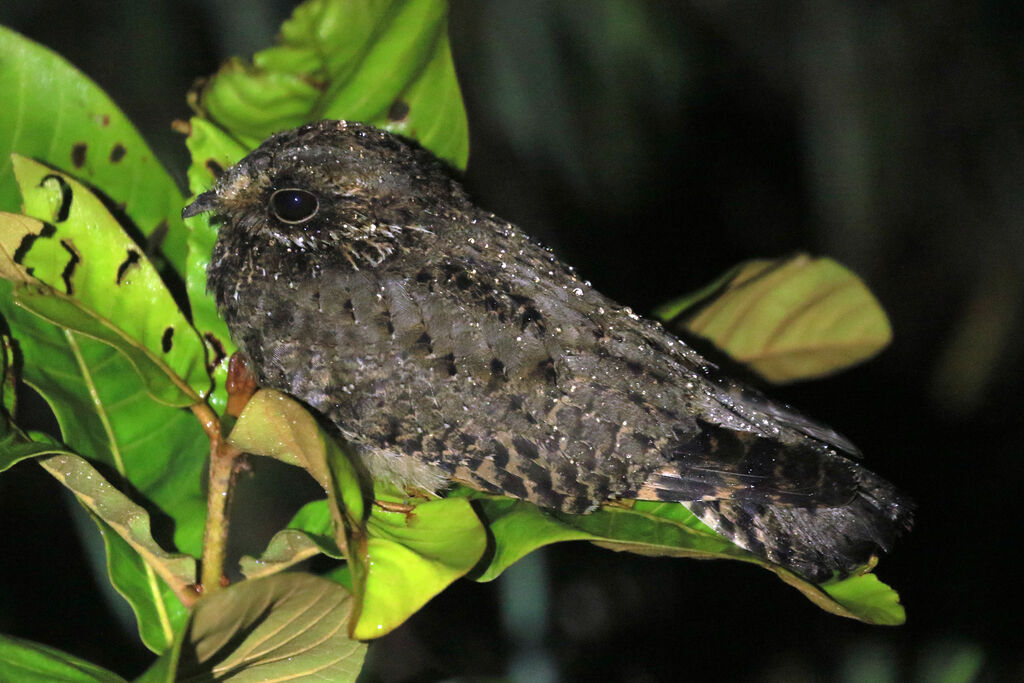 White-winged Nightjarimmature