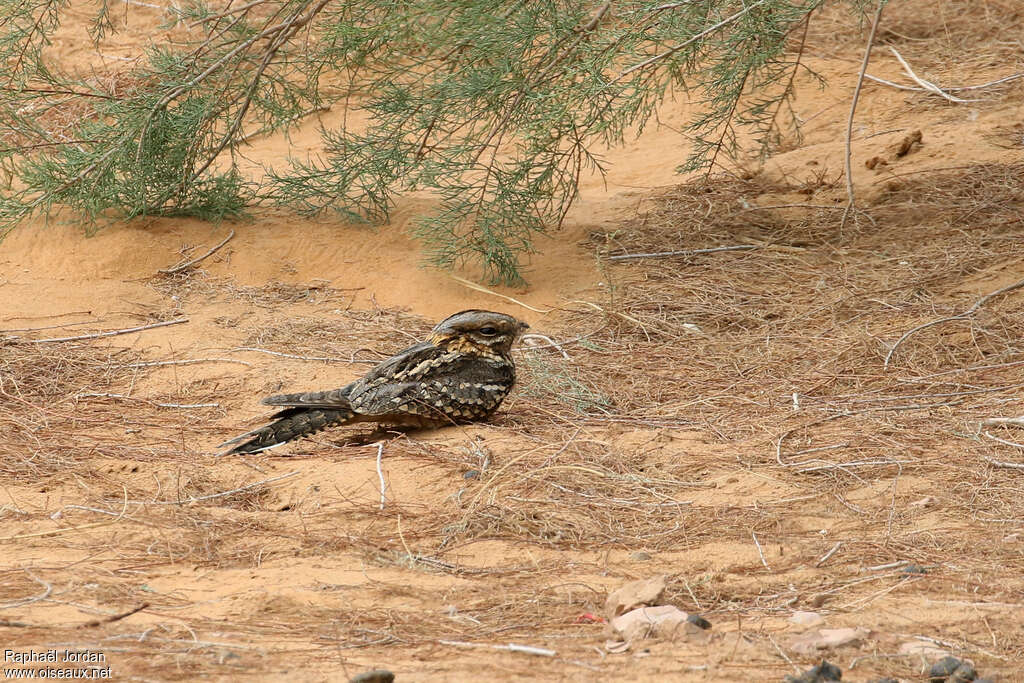 Red-necked Nightjaradult breeding, identification