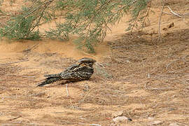 Red-necked Nightjar