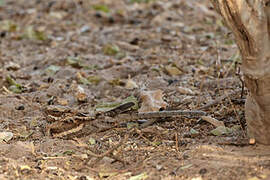 Long-tailed Nightjar