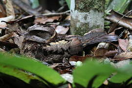 Collared Nightjar