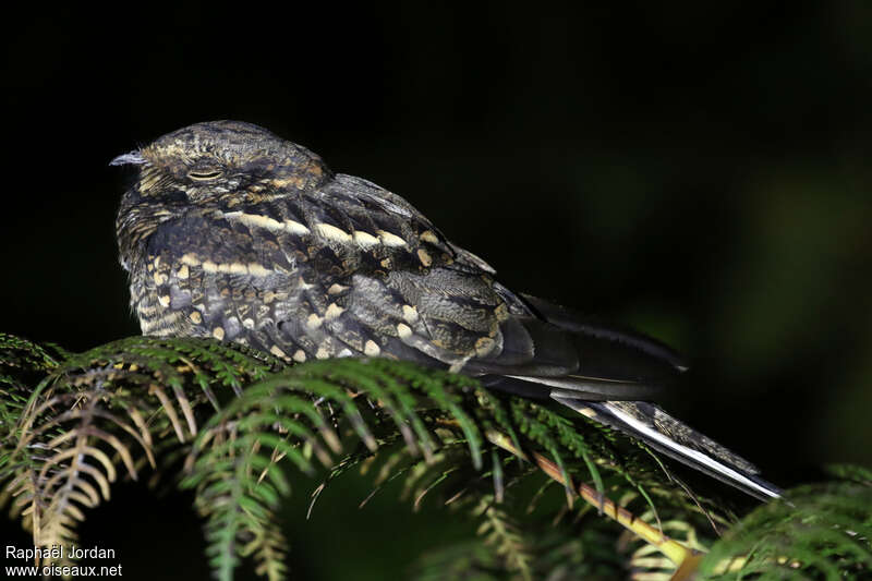 Scissor-tailed Nightjar male adult, identification, pigmentation