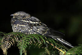 Scissor-tailed Nightjar