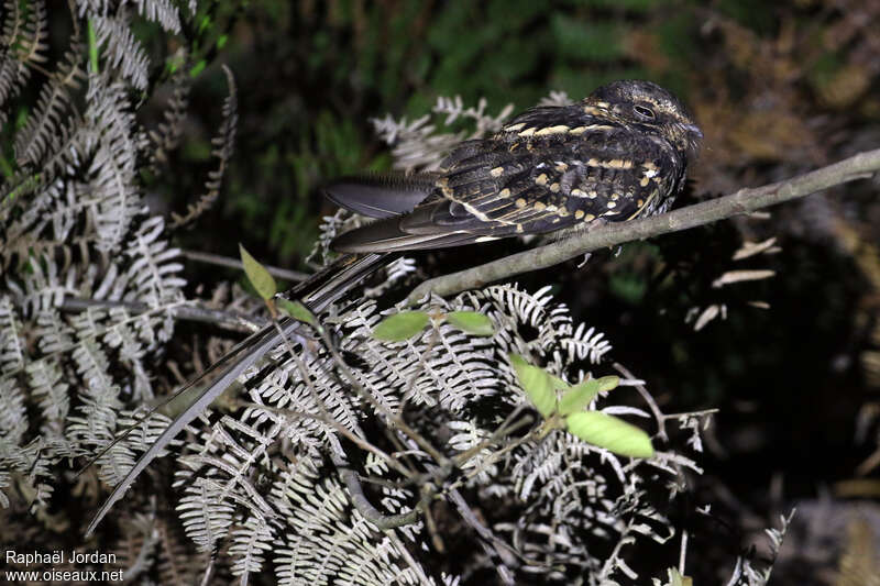 Scissor-tailed Nightjar male adult breeding, identification