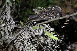 Scissor-tailed Nightjar