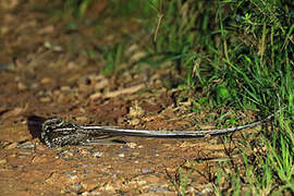 Long-trained Nightjar