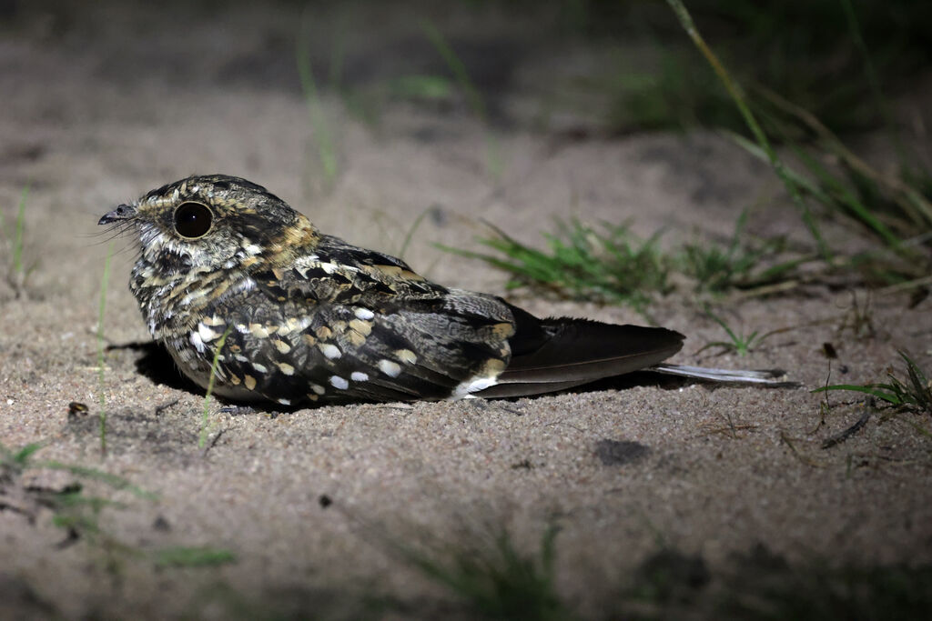 White-tailed Nightjar