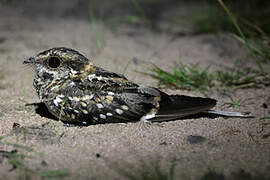 White-tailed Nightjar