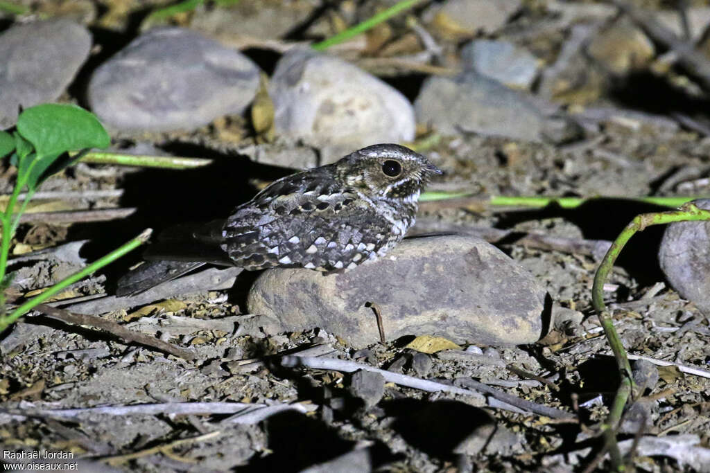 Anthony's Nightjaradult, identification