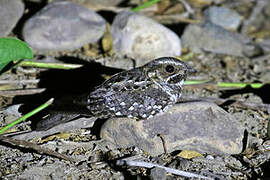 Anthony's Nightjar