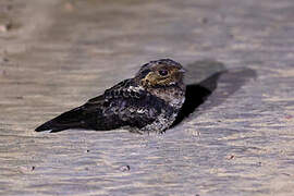 Bates's Nightjar