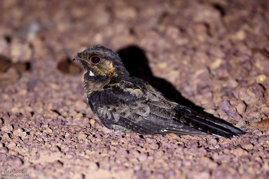 Bates's Nightjaradult, identification