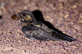 Bates's Nightjar