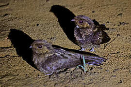 Bates's Nightjar