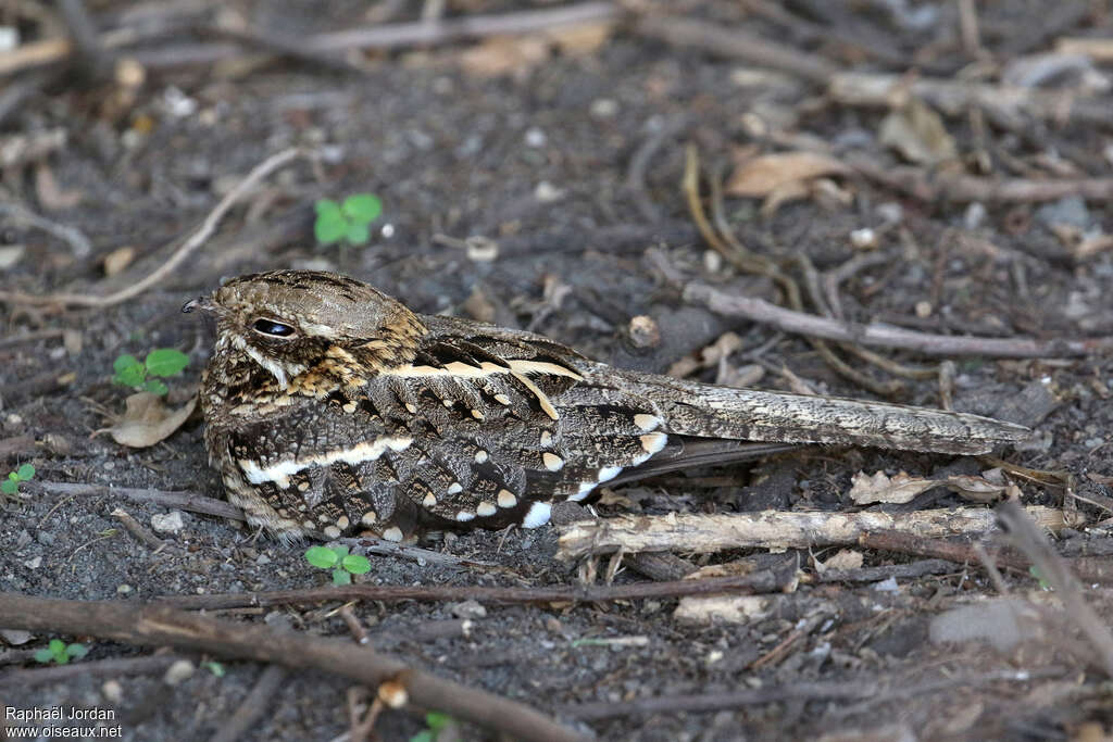 Slender-tailed Nightjar male adult breeding, identification