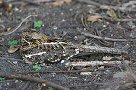 Slender-tailed Nightjar