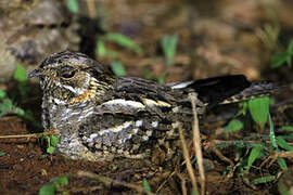 Little Nightjar