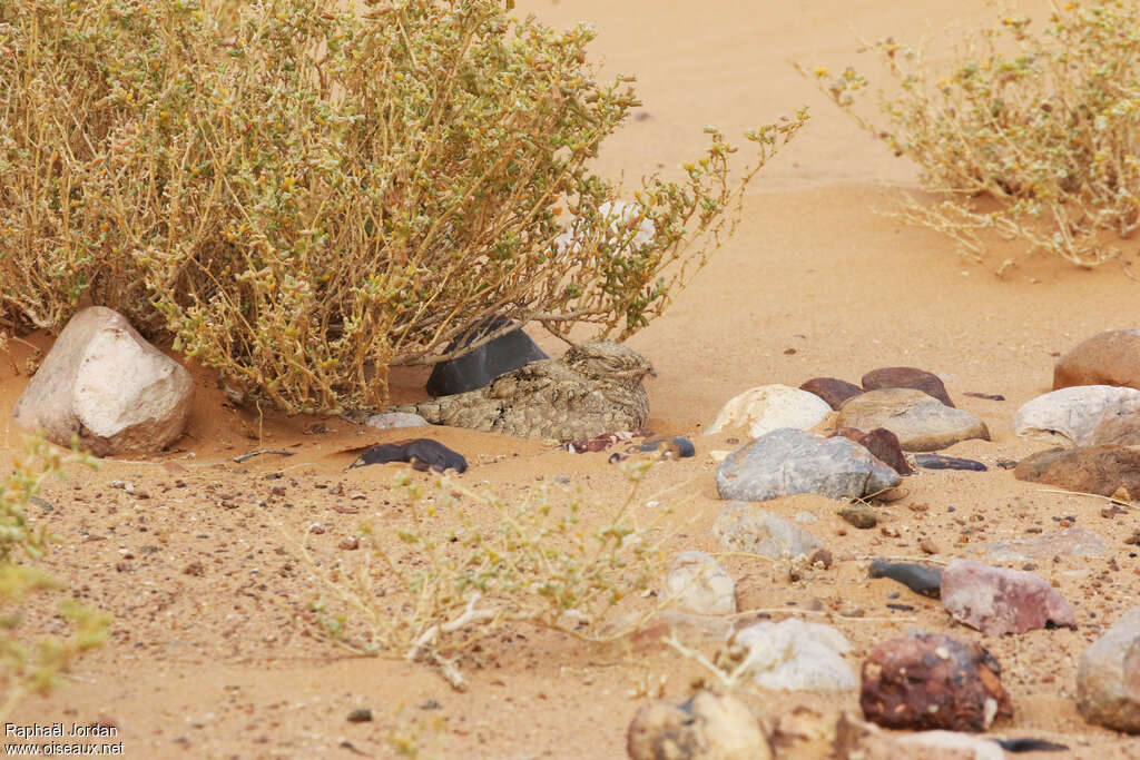 Egyptian Nightjaradult, habitat, camouflage