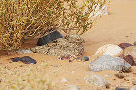 Egyptian Nightjar