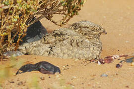 Egyptian Nightjar