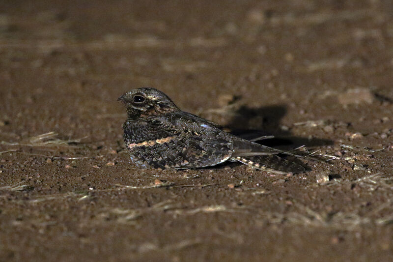 Square-tailed Nightjar female adult
