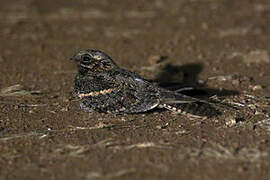 Square-tailed Nightjar