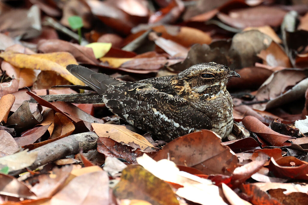 Square-tailed Nightjar