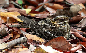 Square-tailed Nightjar