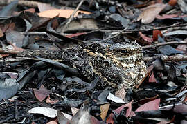 Square-tailed Nightjar