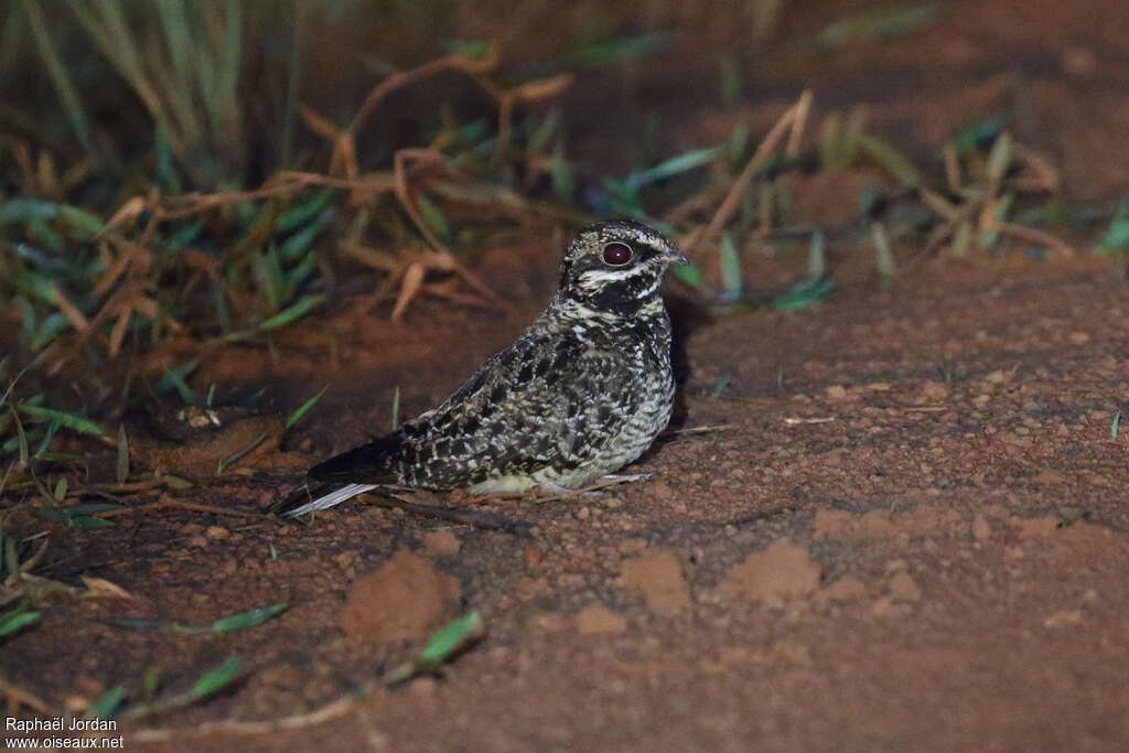 Swamp Nightjar male adult, identification