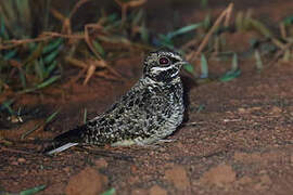 Swamp Nightjar