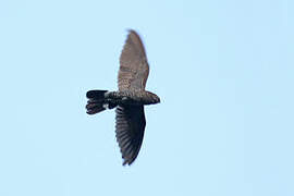 Band-tailed Nighthawk