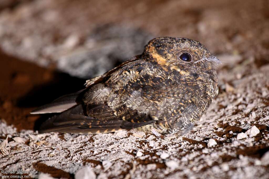 Lyre-tailed Nightjar female adult