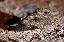 Lyre-tailed Nightjar