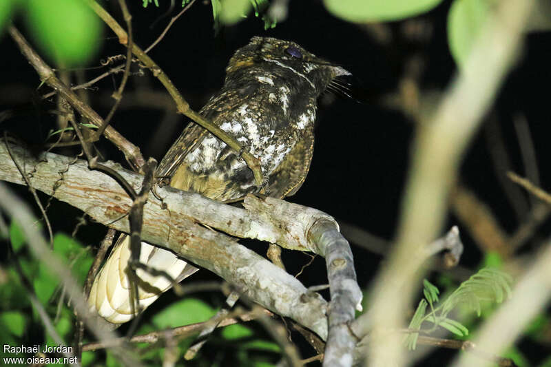 Yucatan Nightjaradult, identification