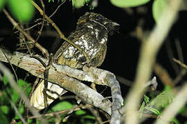 Yucatan Nightjar