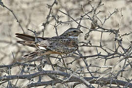 Lesser Nighthawk