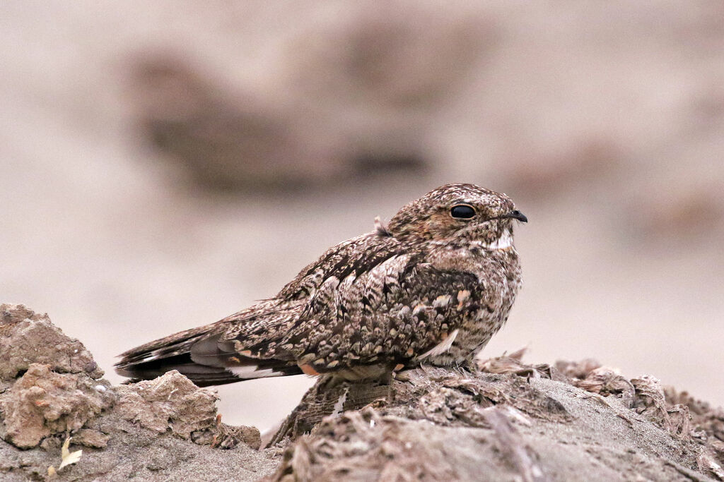 Lesser Nighthawk male adult