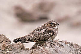 Lesser Nighthawk