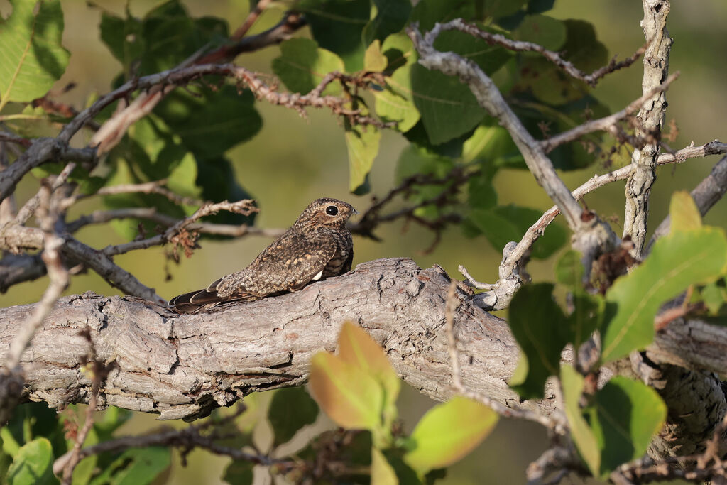 Lesser Nighthawk